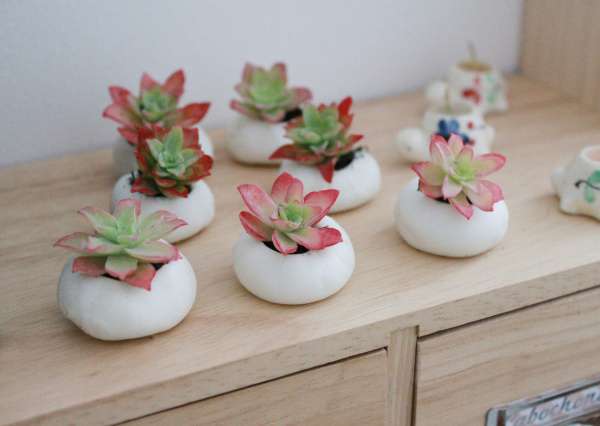 Des succulentes miniatures
