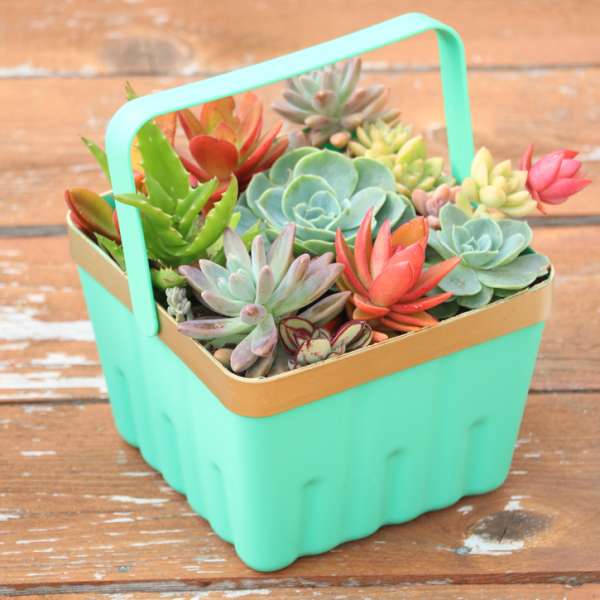 Un panier de succulentes