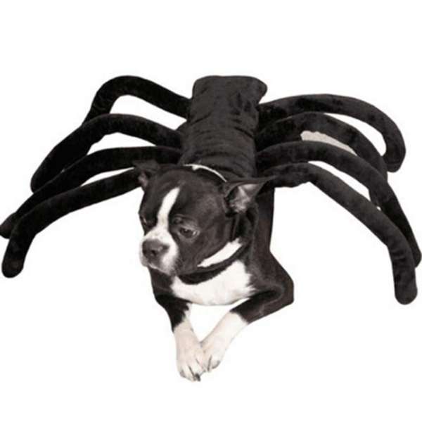 Un costume d'araignée pour votre chien