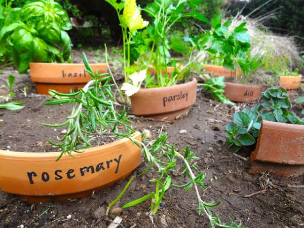 Des débris de pots utilisés comme étiquettes de jardin pour marquer les plantes