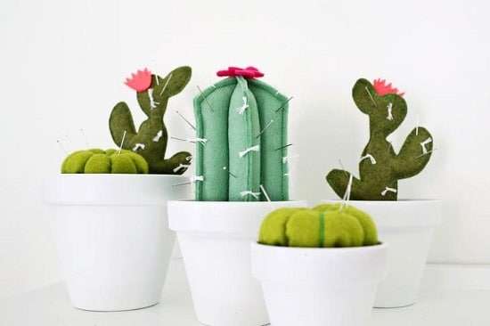 Des cactus pelotes à épingles