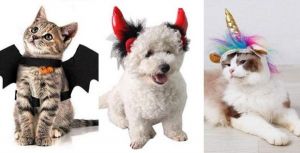 Idées de déguisements Halloween pour animaux