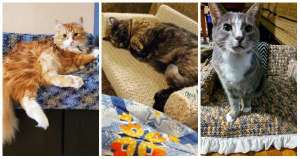 12 beaux canapés en crochet réalisés pour des chats