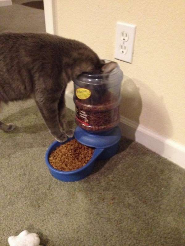 Quand votre chat a prit l'habitude de consommer des conserves