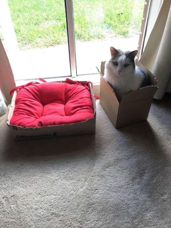 On lui offre un nouveau lit confortable et pourtant il préfère la petite boite