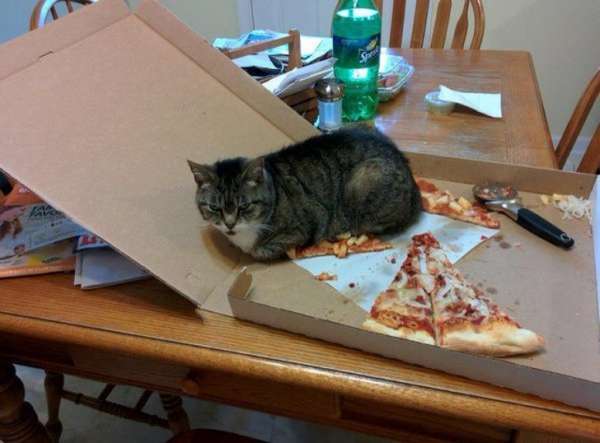 C'est ma pizza maintenant