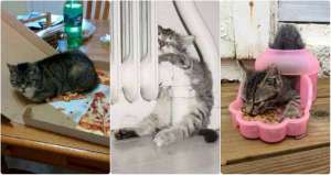 Logique de chats