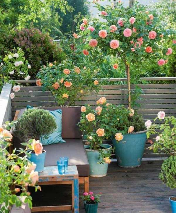 Un jardin de roses