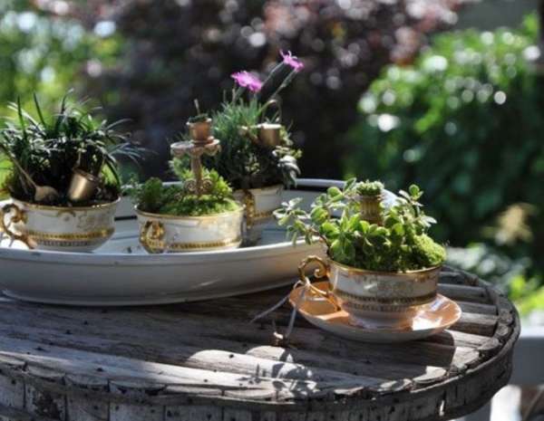Une panoplie de mini-jardins de succulentes