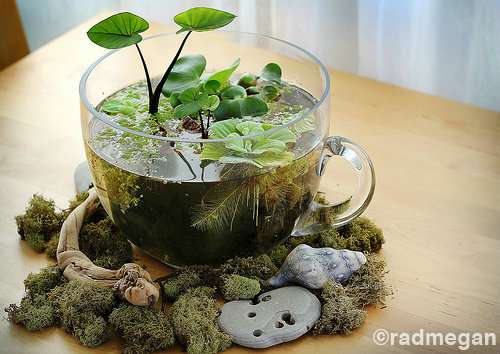 Un originalissimo mini-giardino in tazza