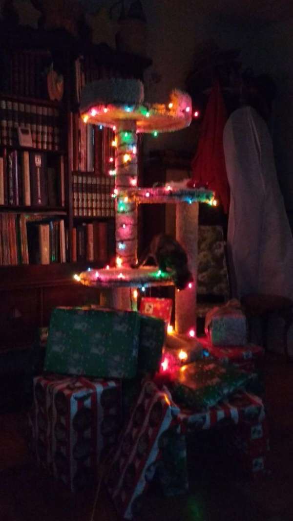 L'arbre à chat est notre nouveau sapin de Noël