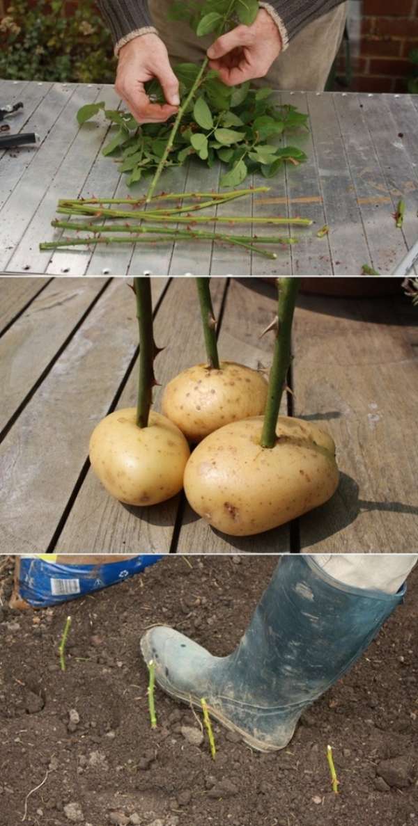 Cultiver des roses en utilisant des pommes de terre