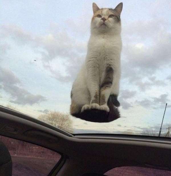 Un chat qui flotte en l'air