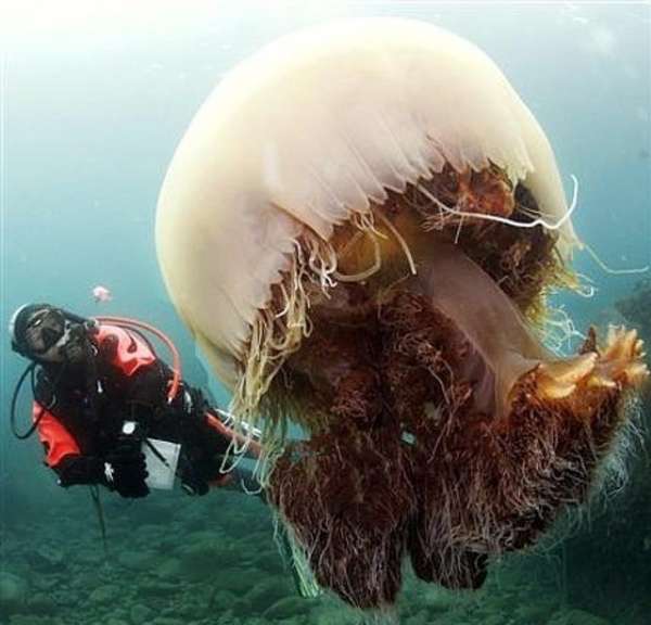 Une méduse gigantesque