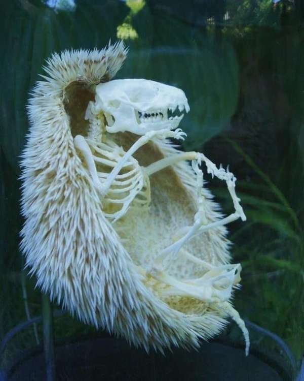 Le squelette d'un hérisson