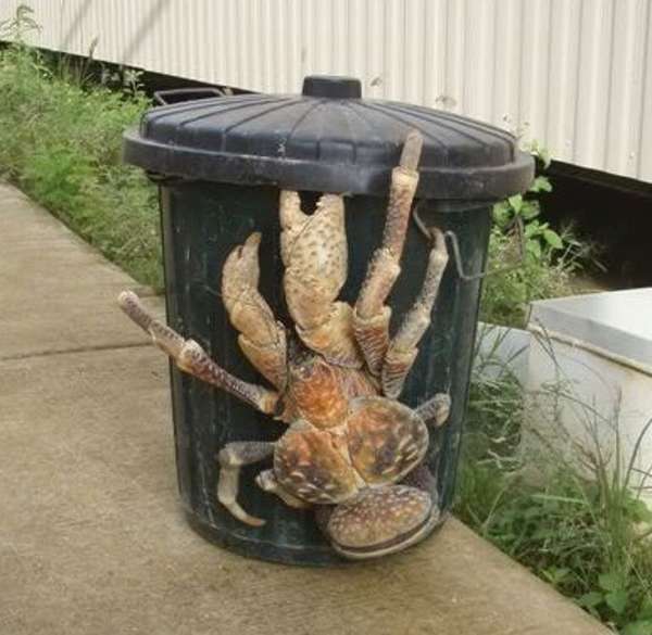 Une espèce de crabe géante