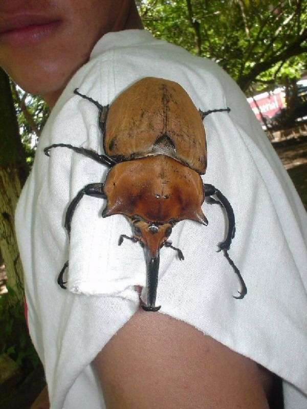 Le scarabée le plus gros que j'ai jamais vu