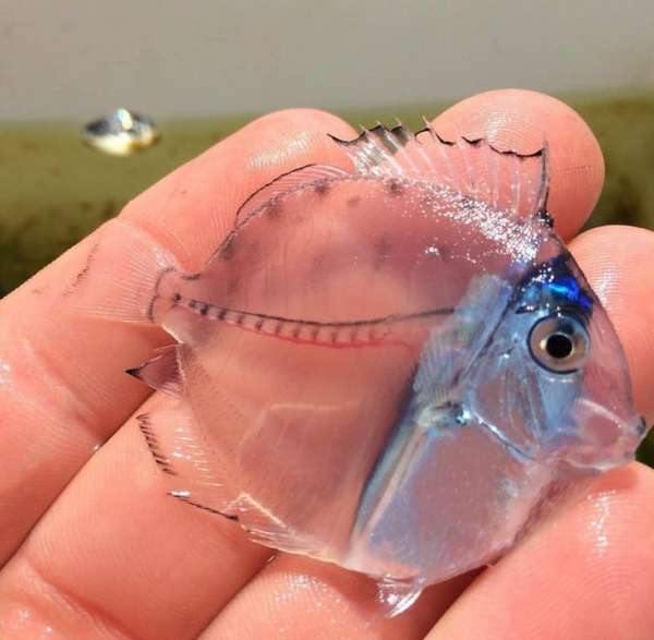 Un poisson transparent