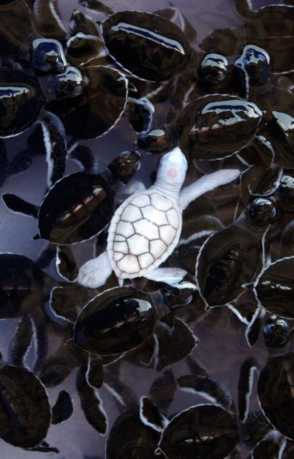Petite tortue marine albinos toute mignonne