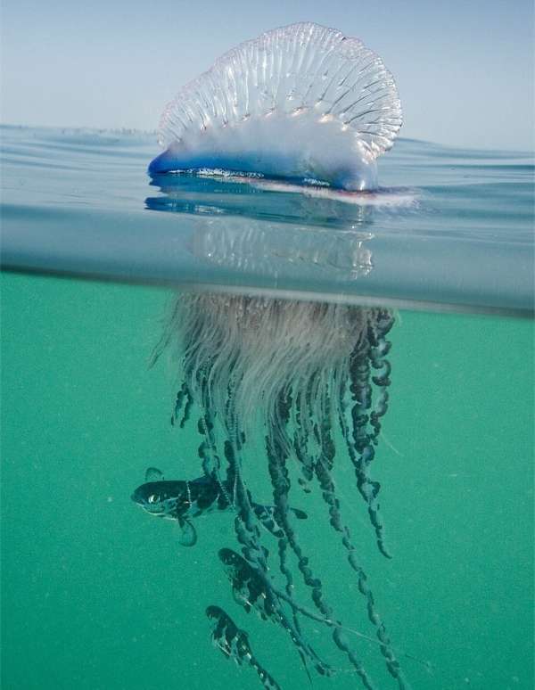 Une méduse aussi gracieuse que mortelle