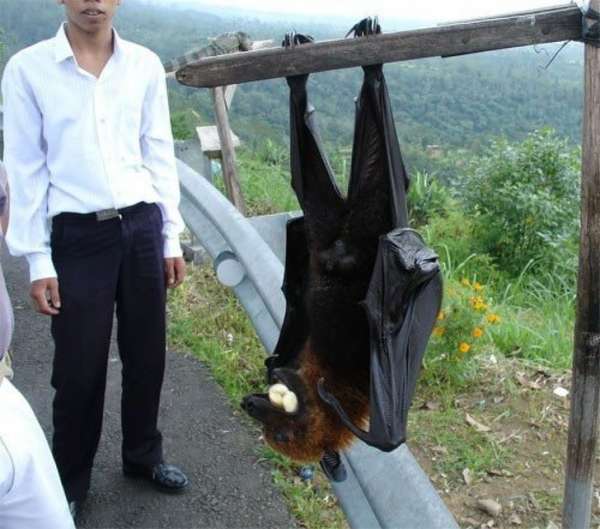 Une chauve-souris monstrueusement grande