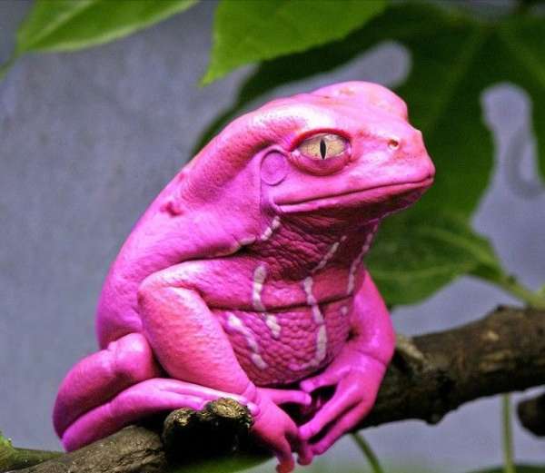 Une grenouille qui voit la vie en rose