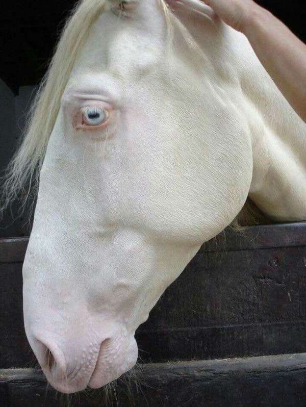 Un cheval albinos