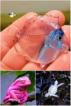 19+ Animaux fantastiques presque irréels