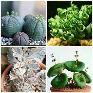 12 plantes uniques qui vont en surprendre plus d'un