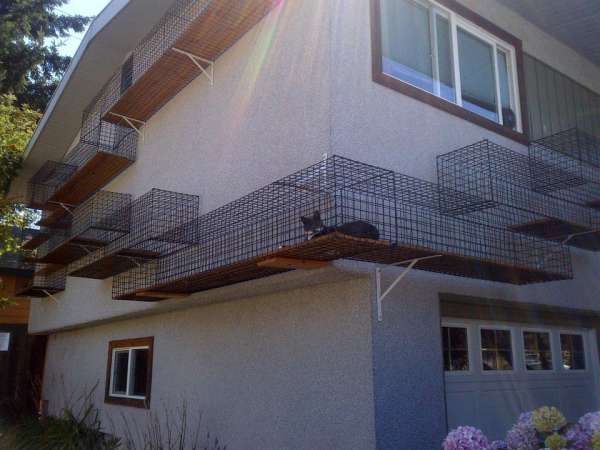 Un espace pour chat qui optimise les murs extérieurs de la maison