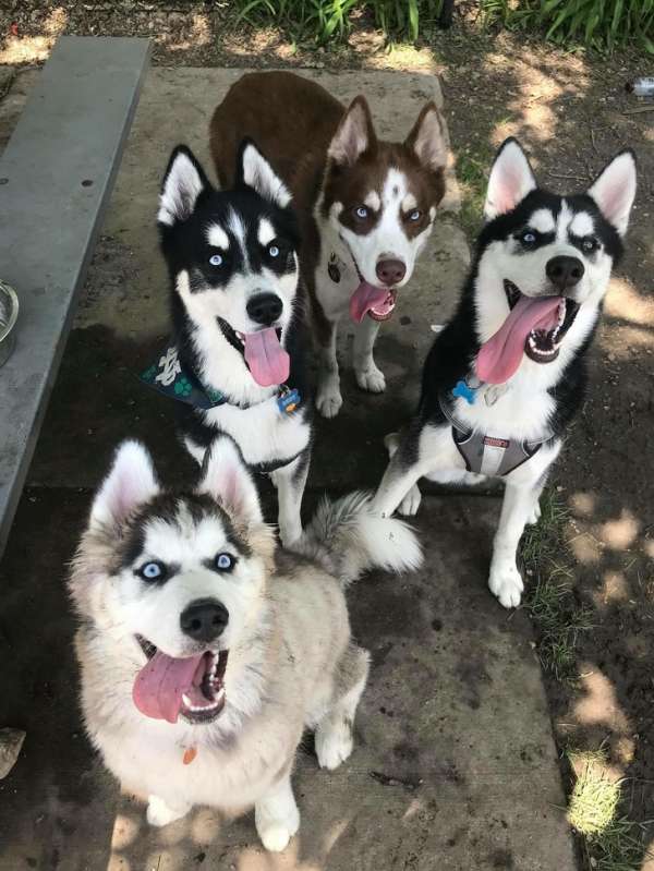 Mon chien s'est fait de nouveaux amis au parc