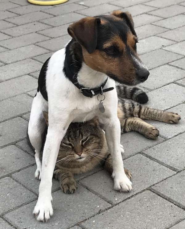 Cette chienne adore s'asseoir sur le chat