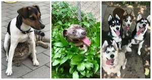 Ces petits toutous adorables vous feront craquer