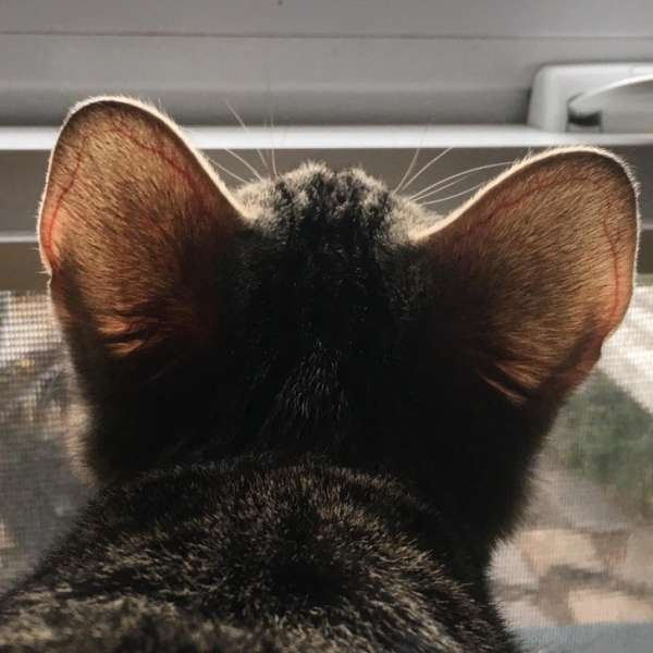 Les veines des oreilles d'un chaton
