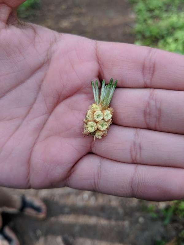 Le plus petit ananas