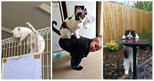 20 fois où les chats prouvent qu'ils sont des créatures bizarres