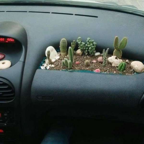 Un airbag accessoirisé pour les fans de cactus