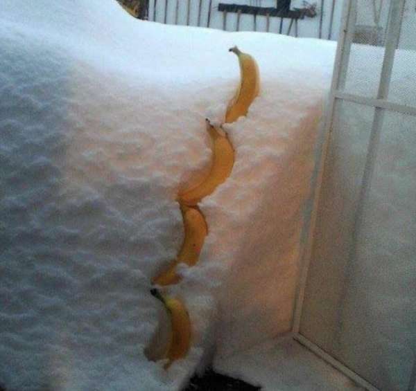 Un mètre et demi selon l'échelle banana