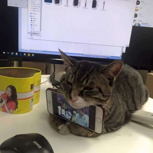 Qui a dit que les chats ne servent à rien