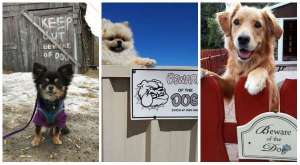 Attention, Ces chiens sont dangereusement mignons