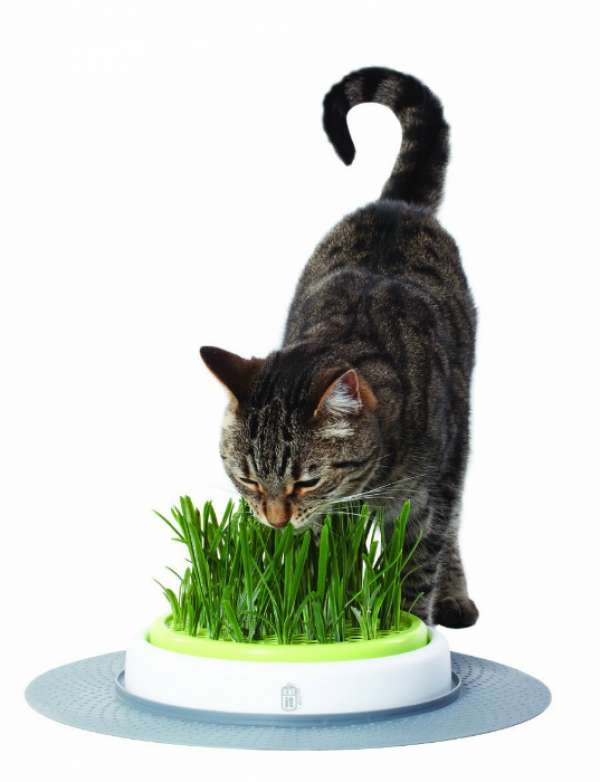 L'indispensable herbe à chat