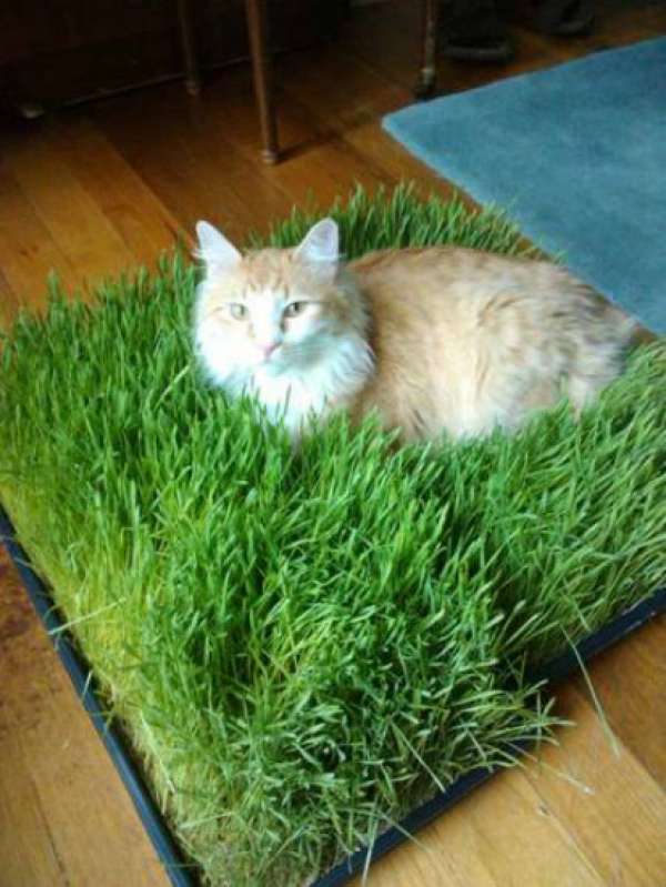 Tapis d'herbe à chat