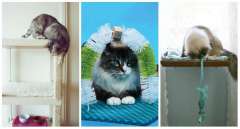 22 Astuces indispensables pour tous ceux qui ont un chat