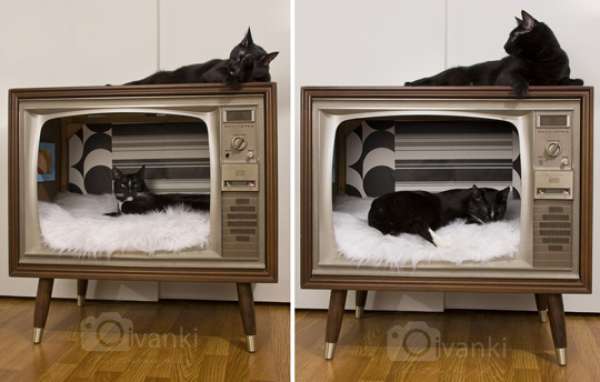 Vieille télé transformée en lit pour chats