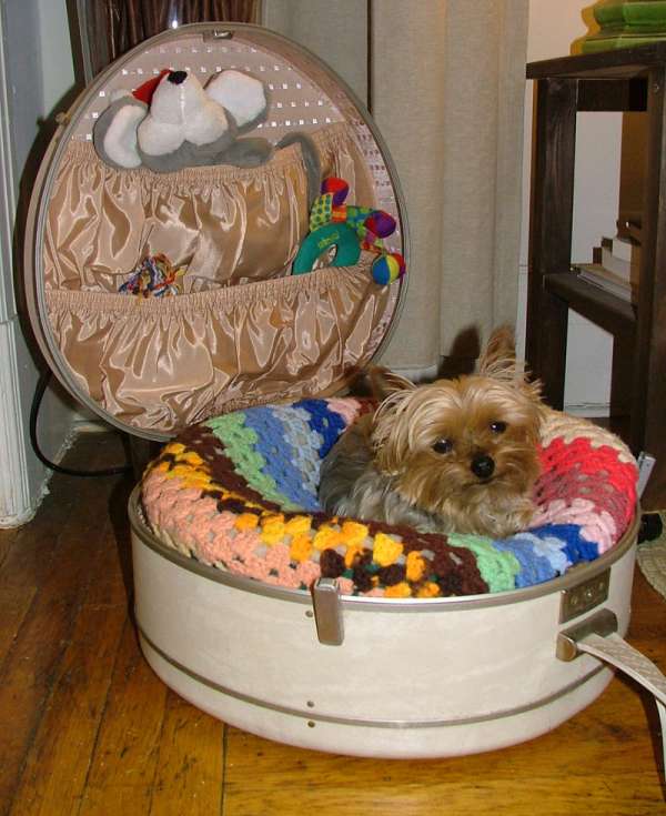 27 supers idées bricolage pour chats et chiens - Guide Astuces