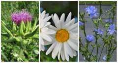 14 bonnes mauvaises herbes à découvrir absolument