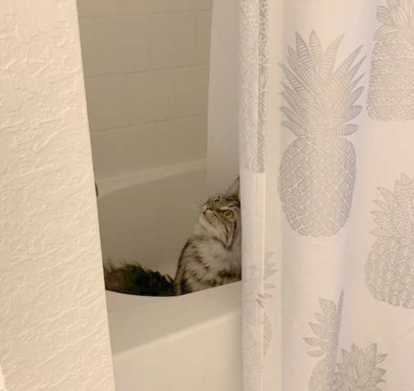 Le chat réveille tout le monde au milieu de la nuit en miaulant dans le bain pour plus d'écho