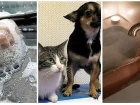 14 Nouvelles utilisations de votre shampoing à connaitre absolument