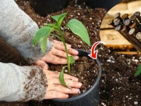 Astuce des clous rouillés pour le jardinage