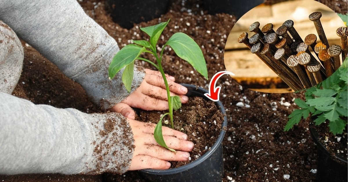 Astuce des clous rouillés pour le jardinage